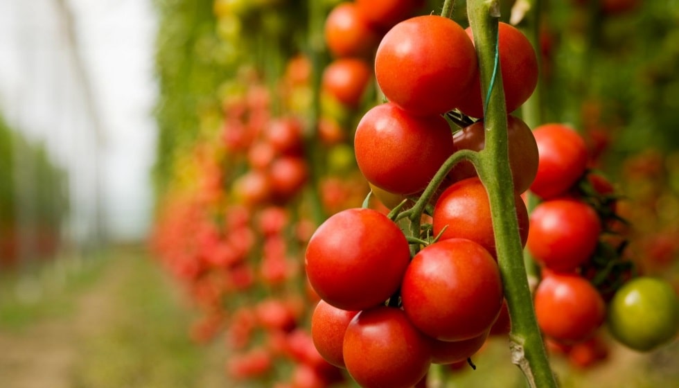 tomates endulzados artificialmente-min (1)