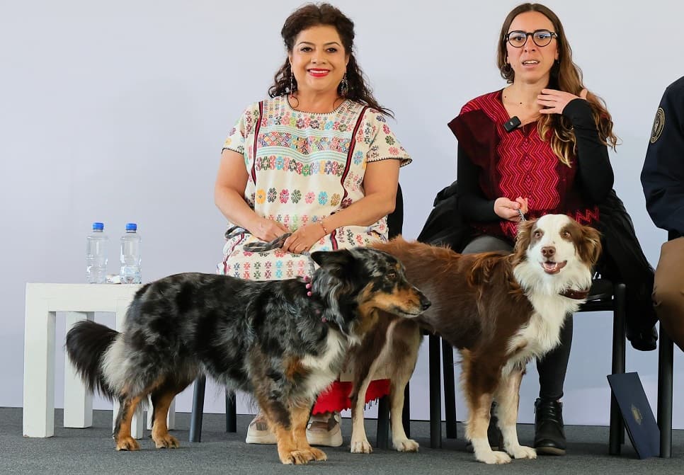 Creará Brugada Fiscalía contra Maltrato Animal-min